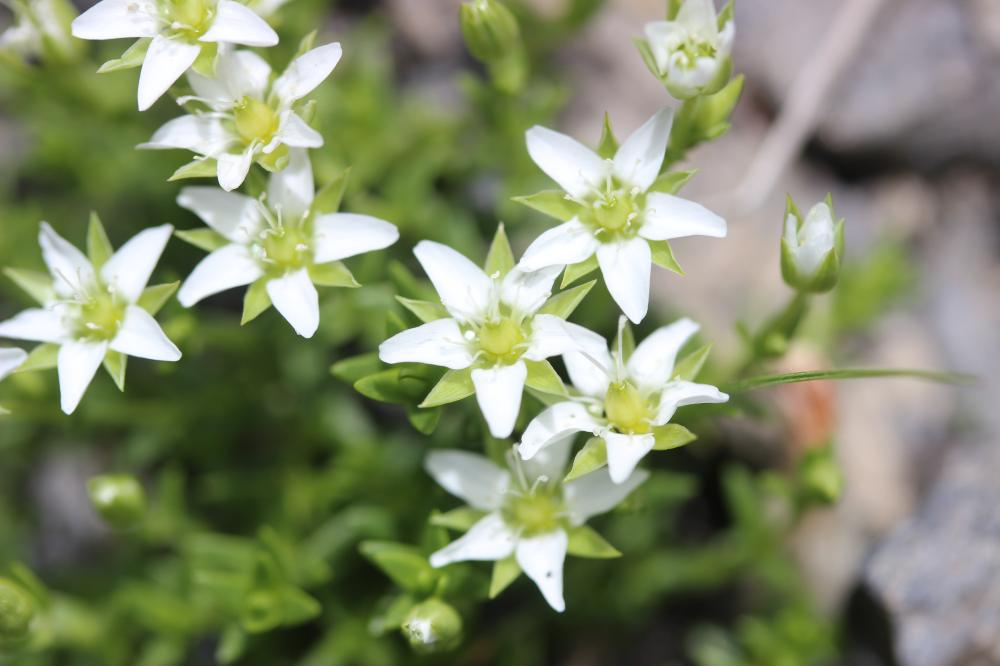 Minuartie des rochers Minuartia rupestris subsp. rupestris (Scop.) Schinz & Thell., 1907