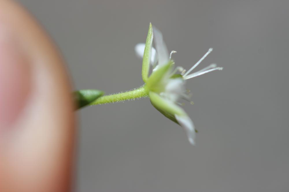 Minuartie des rochers Minuartia rupestris subsp. rupestris (Scop.) Schinz & Thell., 1907