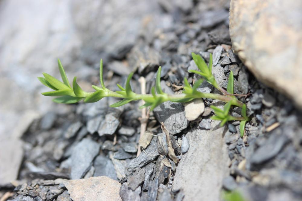 Minuartie des rochers Minuartia rupestris subsp. rupestris (Scop.) Schinz & Thell., 1907