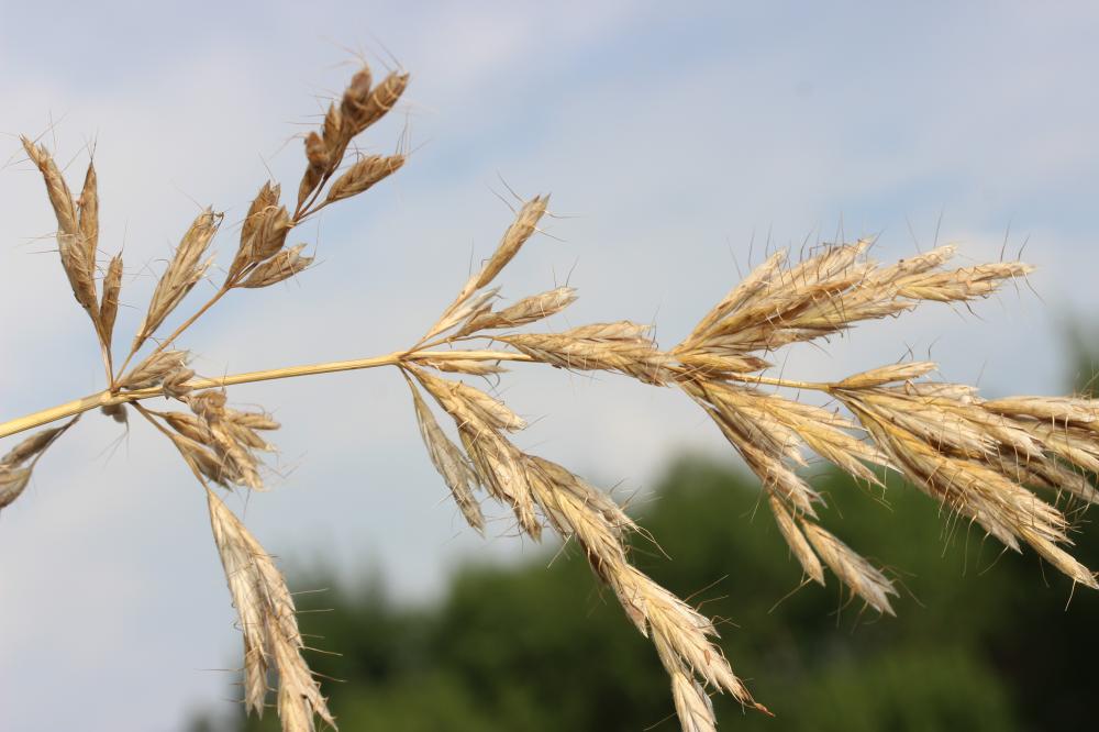 Brome lancéolé Bromus lanceolatus Roth, 1797