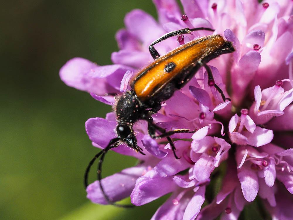 Vadonie à un point Vadonia unipunctata (Fabricius, 1787)