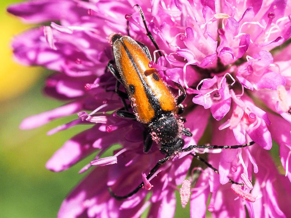 Vadonie à un point Vadonia unipunctata (Fabricius, 1787)