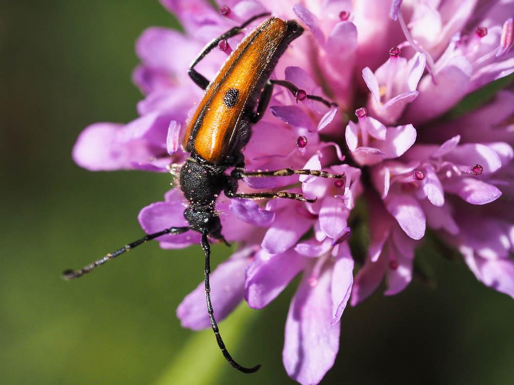 Vadonie à un point Vadonia unipunctata (Fabricius, 1787)