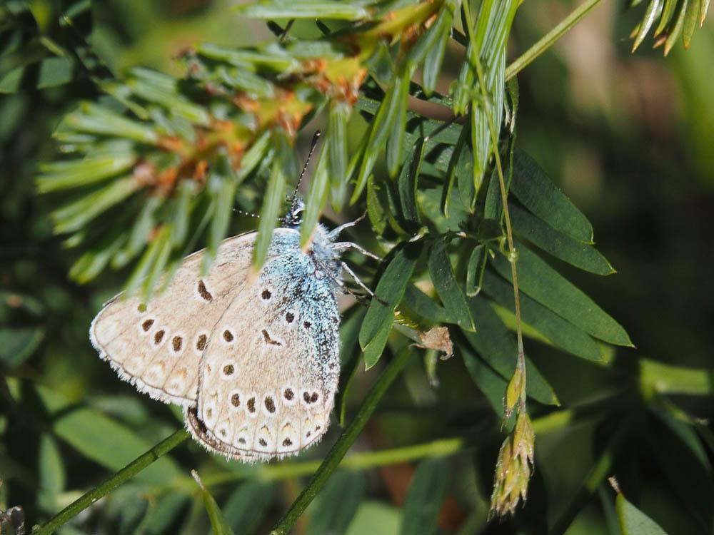 Azuré de la Jarosse (L'), Argus ligné (L') Polyommatus amandus (Schneider, 1792)