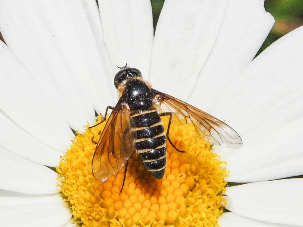 Lomatia belzebul (Fabricius, 1794)