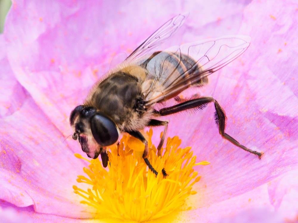 Eristale gluante, Mouche pourceau Eristalis tenax (Linnaeus, 1758)