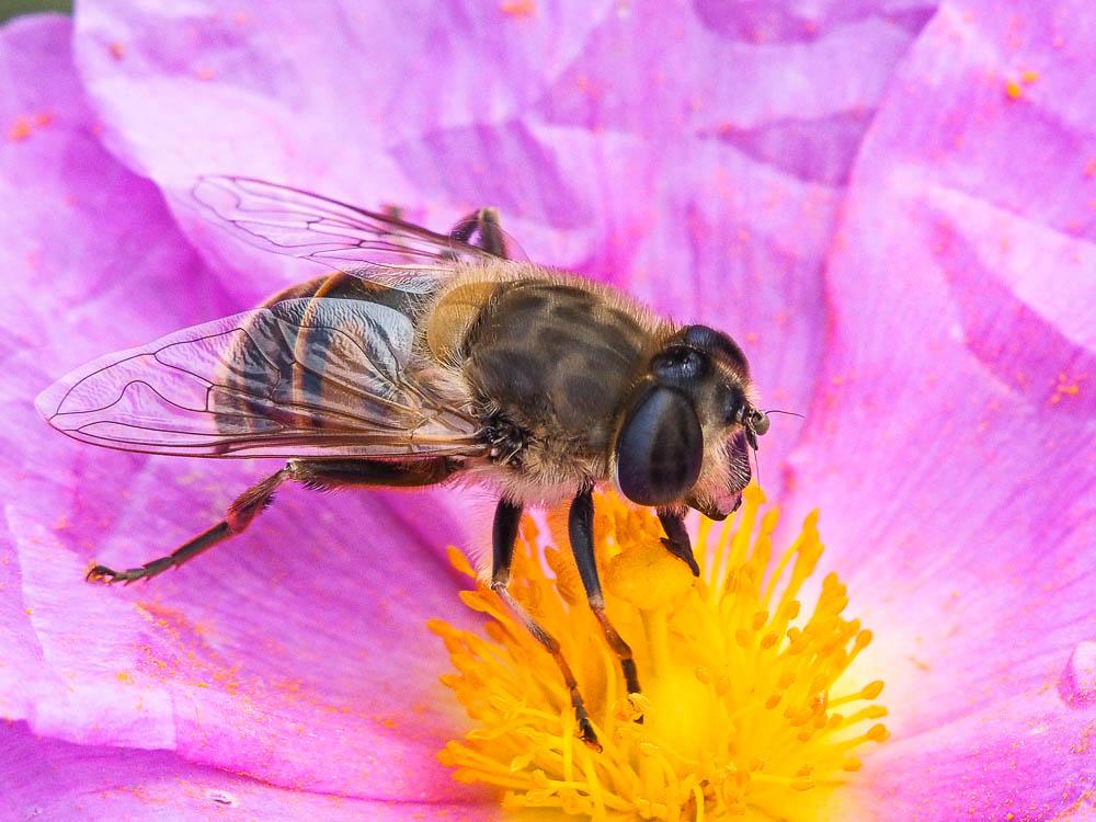 Eristale gluante, Mouche pourceau Eristalis tenax (Linnaeus, 1758)