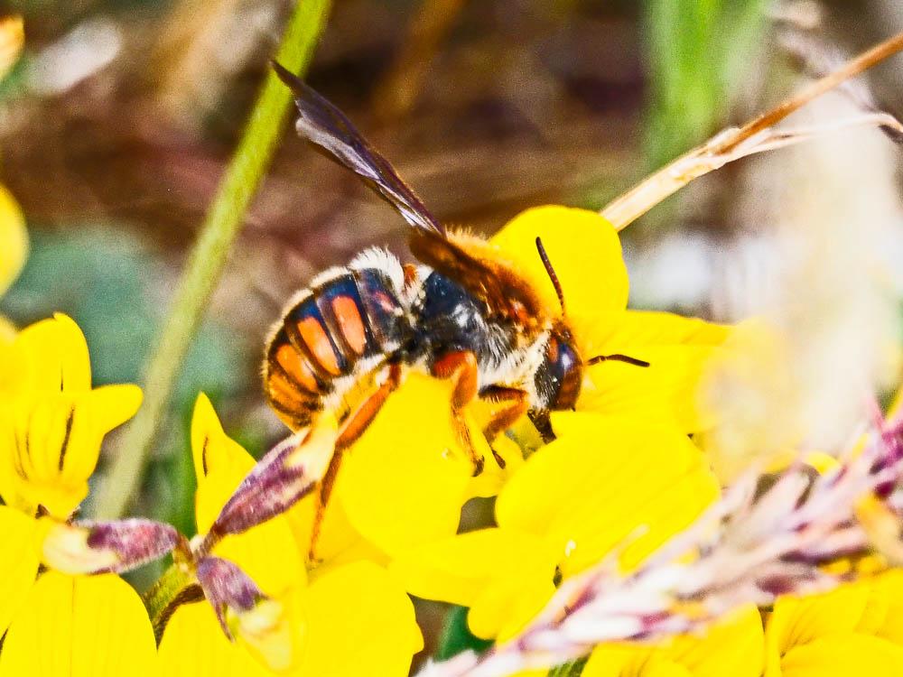Rhodanthidium sticticum (Fabricius, 1787)
