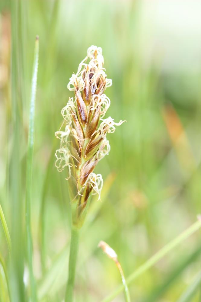 Scirpe comprimé, Souchet comprimé Blysmus compressus (L.) Panz. ex Link, 1827