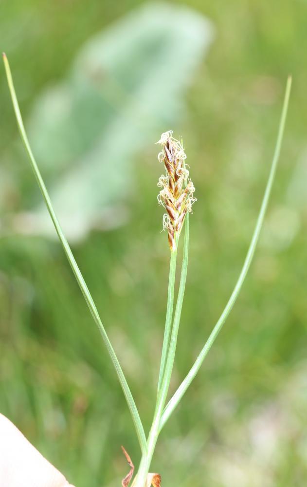 Scirpe comprimé, Souchet comprimé Blysmus compressus (L.) Panz. ex Link, 1827