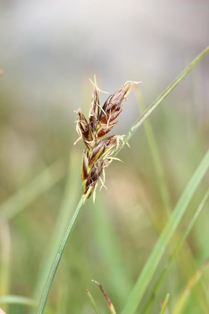 Scirpe comprimé, Souchet comprimé Blysmus compressus (L.) Panz. ex Link, 1827