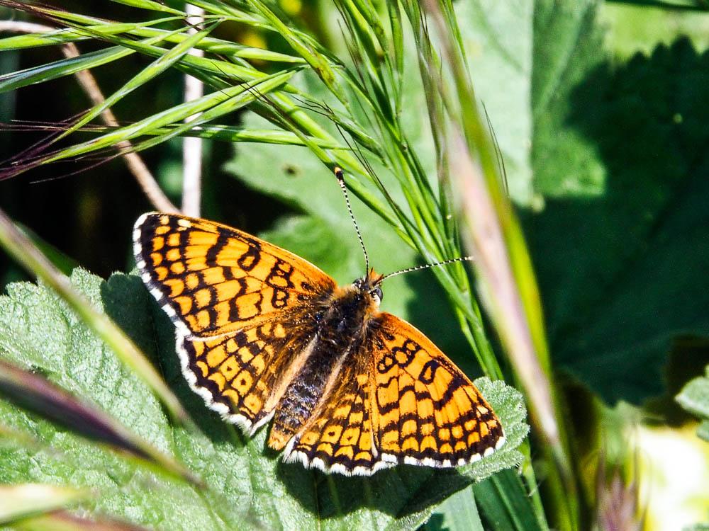 Mélitée du Plantain (La), Déesse à ceinturons (La) Melitaea cinxia (Linnaeus, 1758)