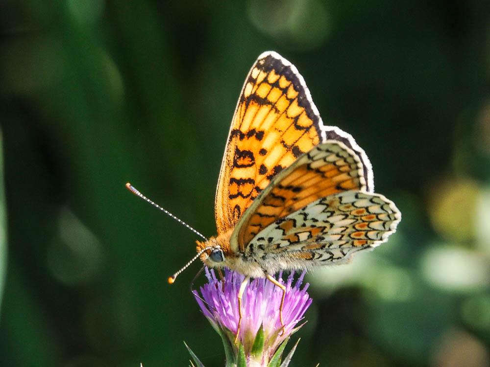 Mélitée des Centaurées (La), Grand Damier (Le) Melitaea phoebe (Denis & Schiffermüller, 1775)