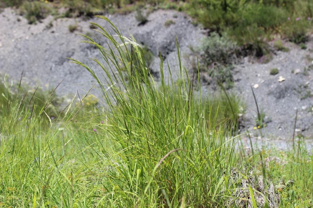 Calamagrostide argentée, Stipe Calamagrostide Achnatherum calamagrostis (L.) P.Beauv., 1812
