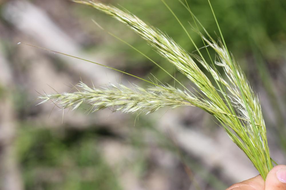 Calamagrostide argentée, Stipe Calamagrostide Achnatherum calamagrostis (L.) P.Beauv., 1812