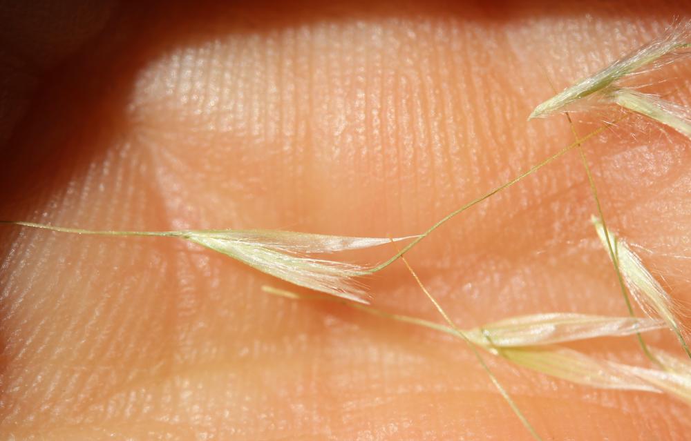 Calamagrostide argentée, Stipe Calamagrostide Achnatherum calamagrostis (L.) P.Beauv., 1812