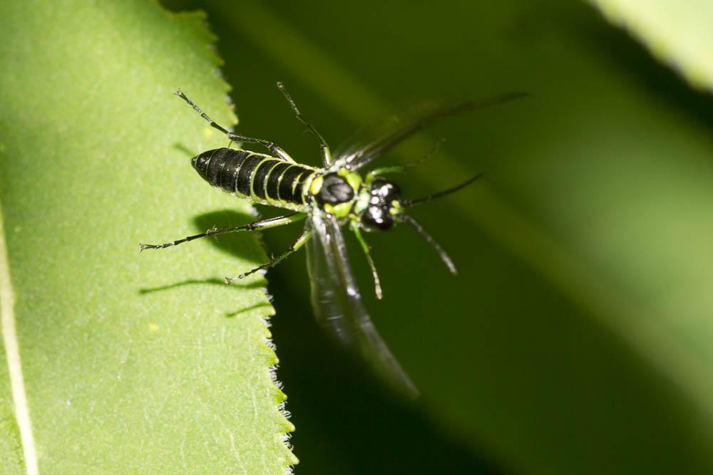 Tenthredo mesomela Linnaeus, 1758