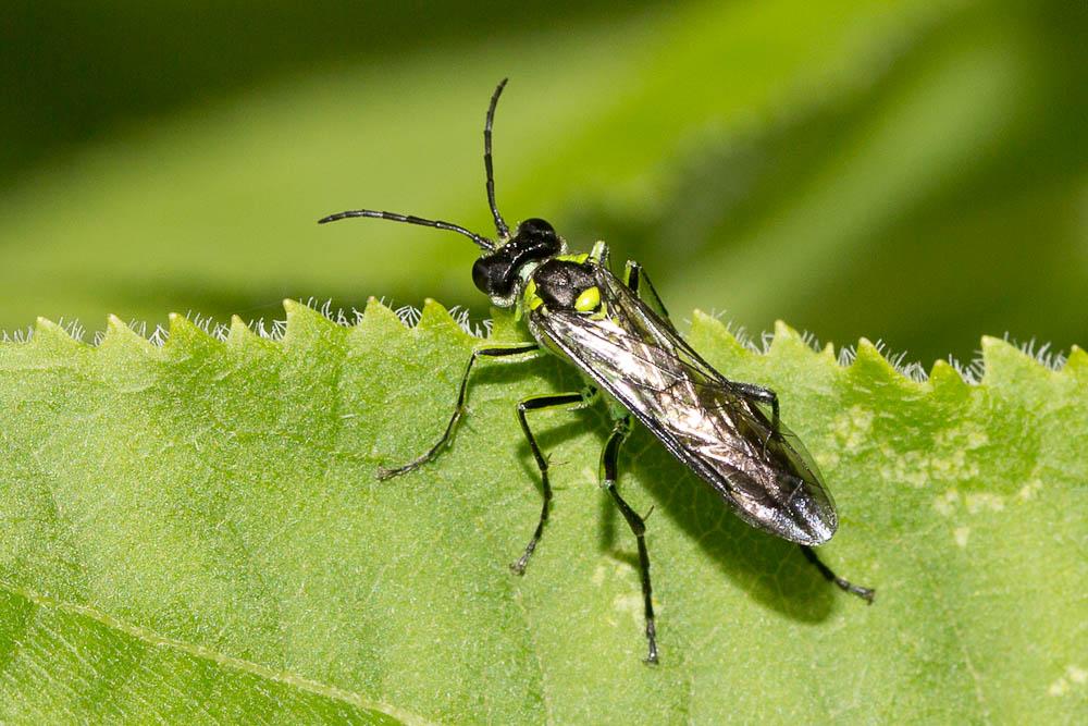 Tenthredo mesomela Linnaeus, 1758