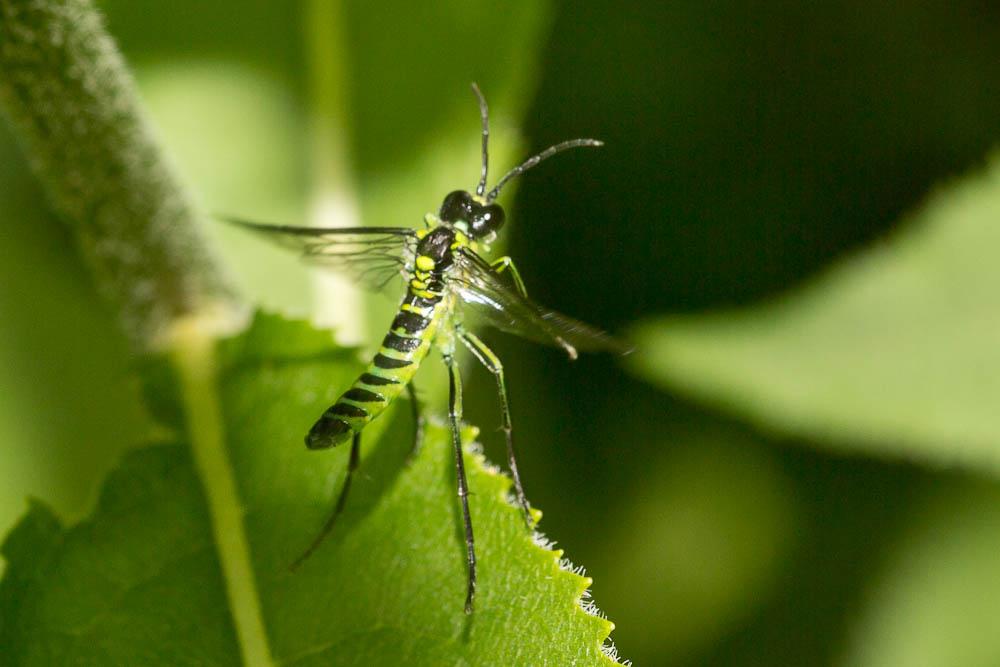  Tenthredo mesomela Linnaeus, 1758