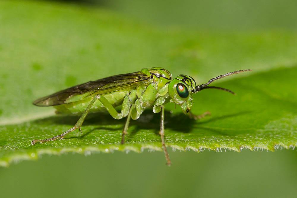 Tenthredo olivacea Klug, 1817