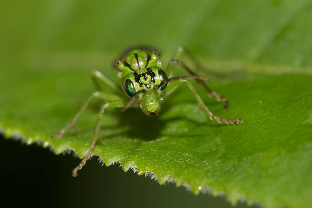 Tenthredo olivacea Klug, 1817