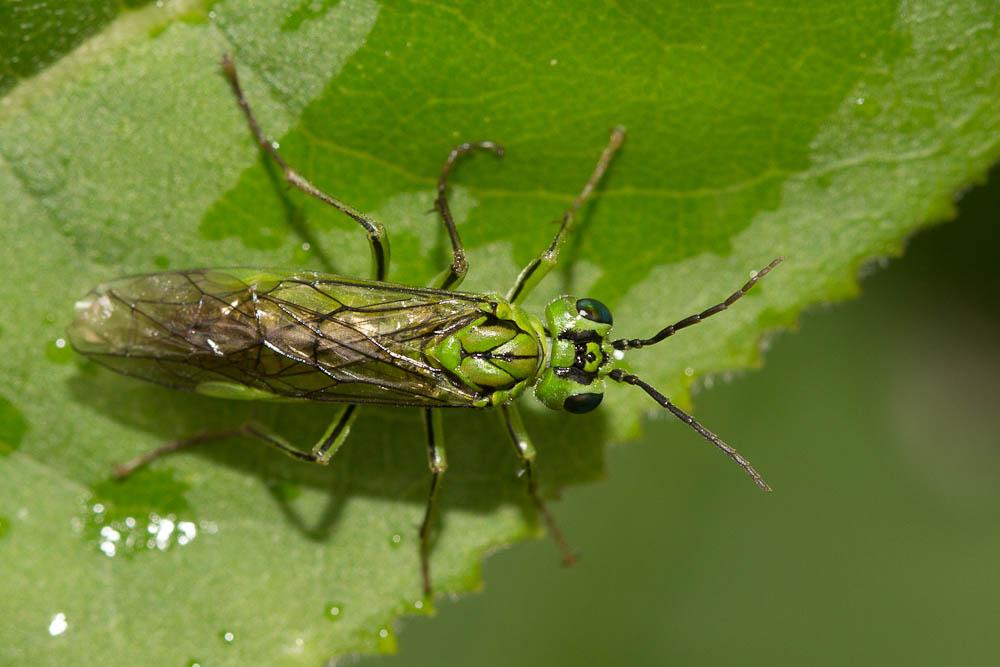  Tenthredo olivacea Klug, 1817