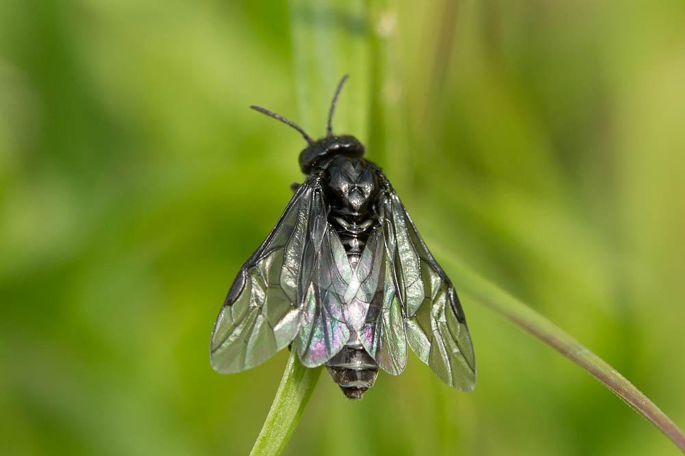  Rhadinoceraea micans (Klug, 1816)