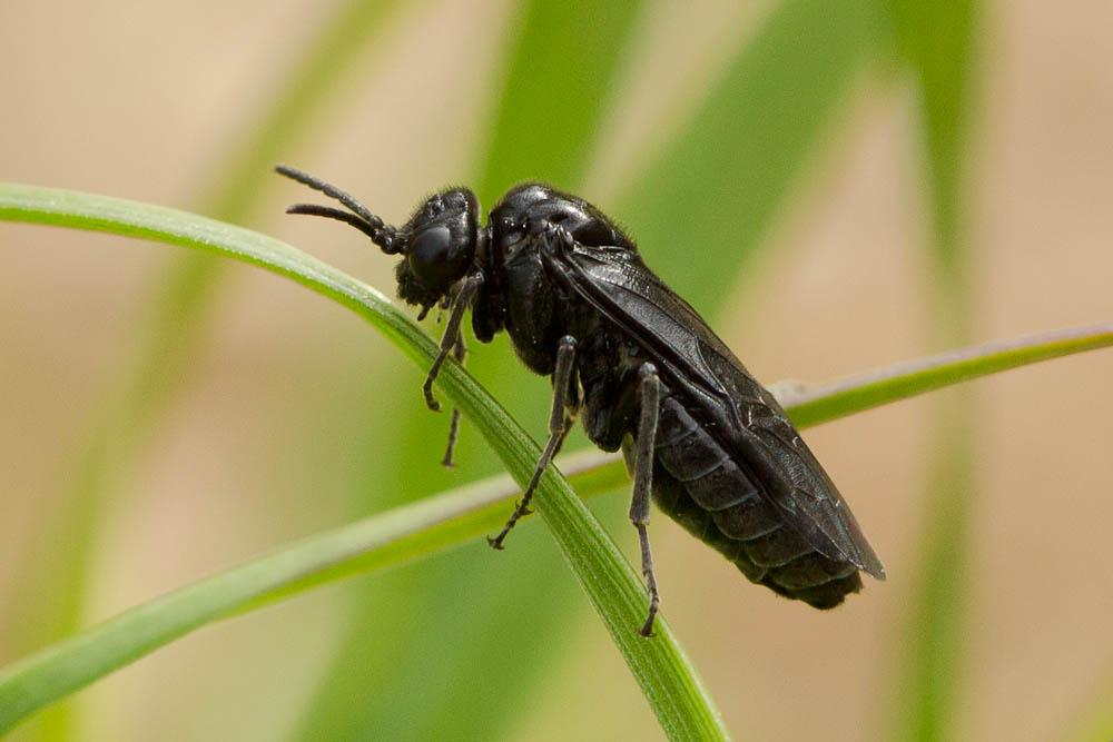 Rhadinoceraea micans (Klug, 1816)