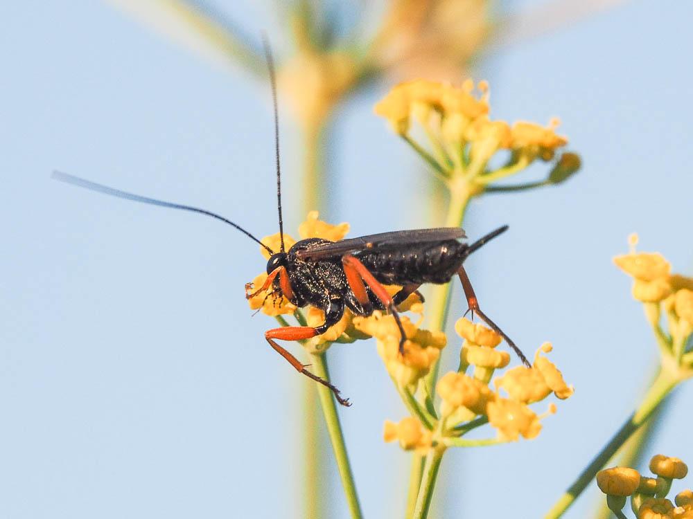 Pimpla rufipes (Miller, 1759)