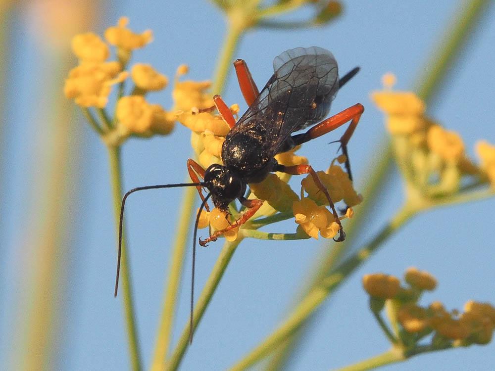 Le  Pimpla rufipes (Miller, 1759)