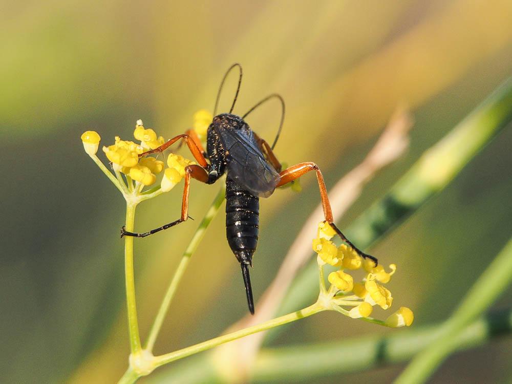  Pimpla rufipes (Miller, 1759)