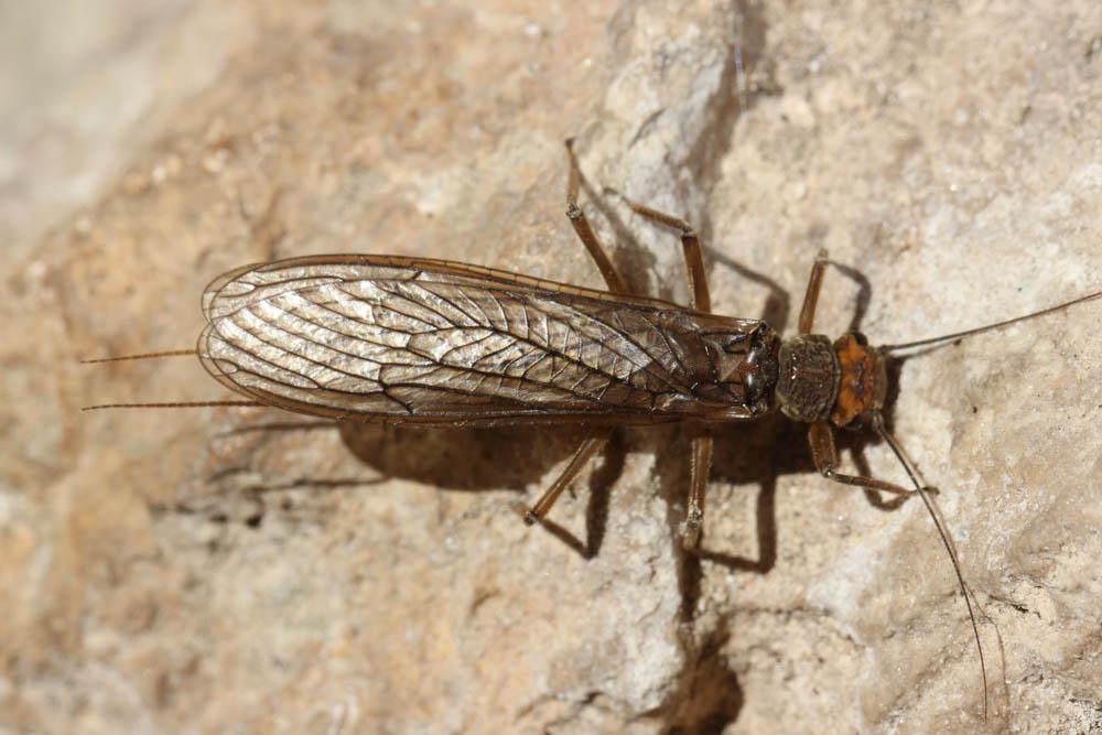 Perla marginata (Panzer, 1799)