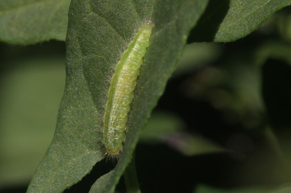  Emmelina monodactyla (Linnaeus, 1758)