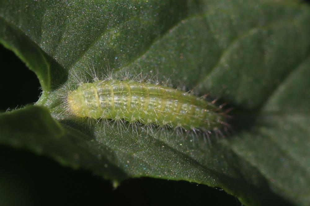  Emmelina monodactyla (Linnaeus, 1758)