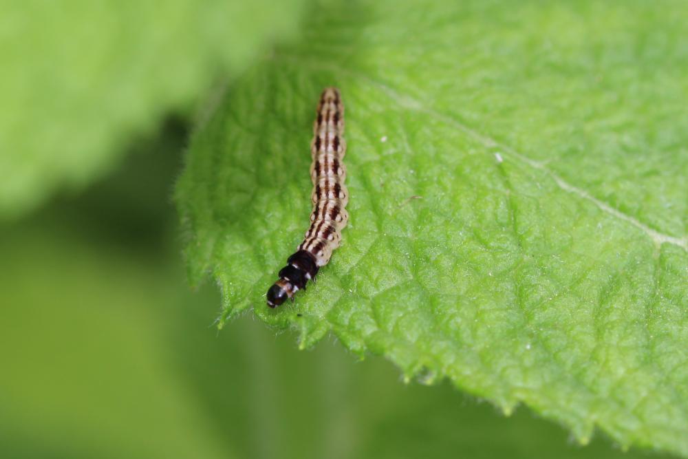 Acompsia schmidtiellus (Heyden, 1848)