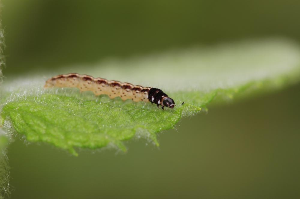 Acompsia schmidtiellus (Heyden, 1848)