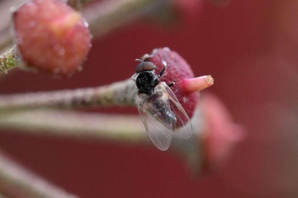  Simuliidae Newman, 1834