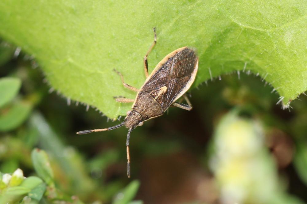  Maccevethus 
