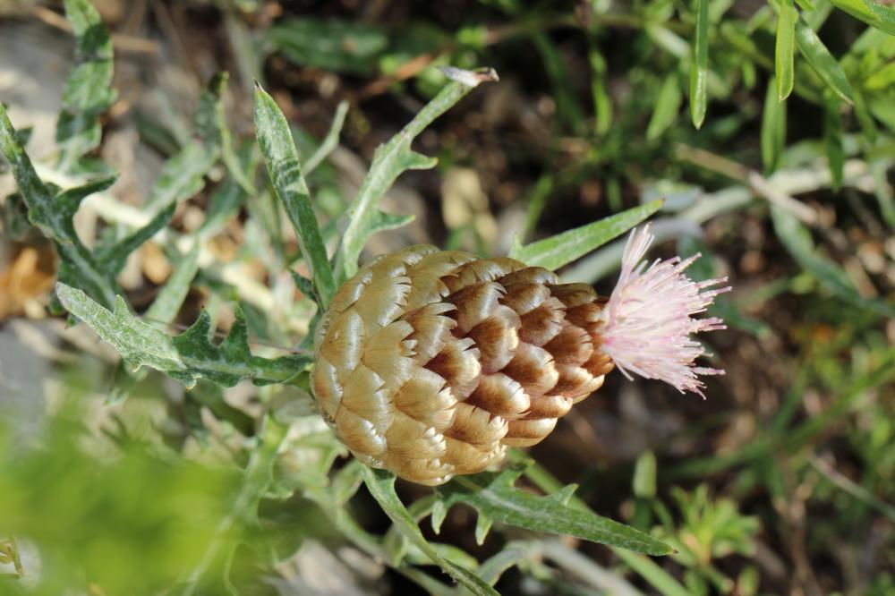 Pomme-de-pin Rhaponticum coniferum (L.) Greuter, 2003