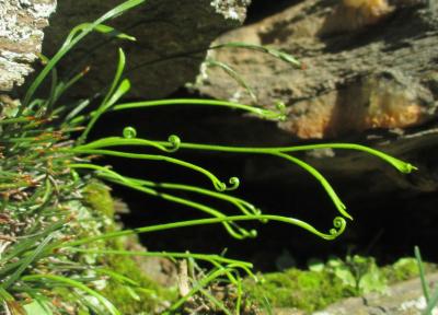 Doradille du Nord, Doradille septentrionale Asplenium septentrionale (L.) Hoffm., 1795