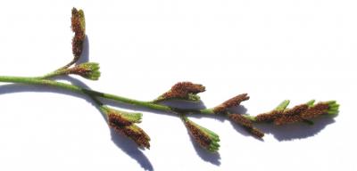 Doradille de Breyne, Doradille à feuilles alternes Asplenium x alternifolium Wulfen, 1781
