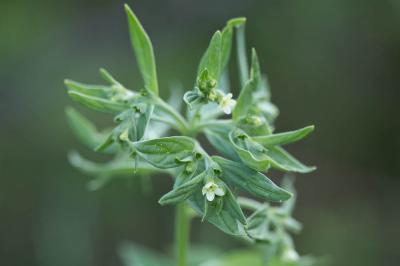Grémil officinal, Herbe aux perles Lithospermum officinale L., 1753