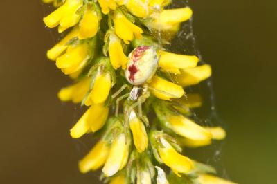 Dictyne fille Nigma puella (Simon, 1870)