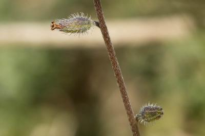Myosotis rameux Myosotis ramosissima Rochel, 1814