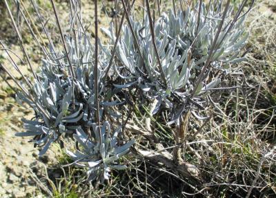 Lavande à larges feuilles, Spic Lavandula latifolia Medik., 1784