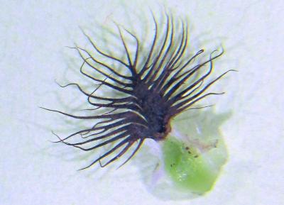 Centaurée noire Centaurea nigra L., 1753