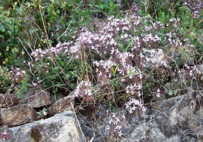 Saponaire faux-basilic Saponaria ocymoides L., 1753