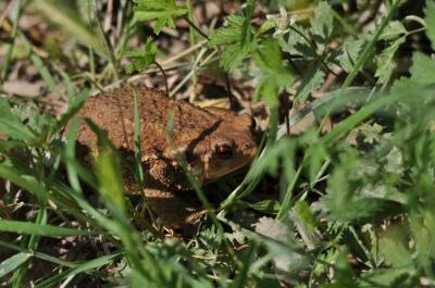 Crapaud commun (Le) Bufo bufo (Linnaeus, 1758)