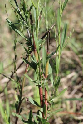  Symphyotrichum squamatum (Spreng.) G.L.Nesom, 1995