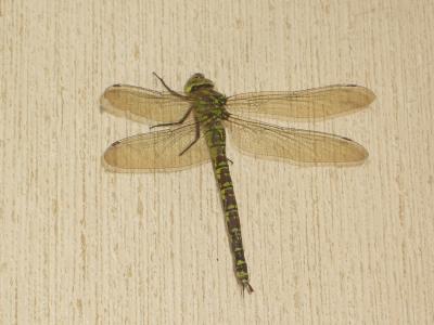 Aeschne bleue (L') Aeshna cyanea (O.F. Müller, 1764)